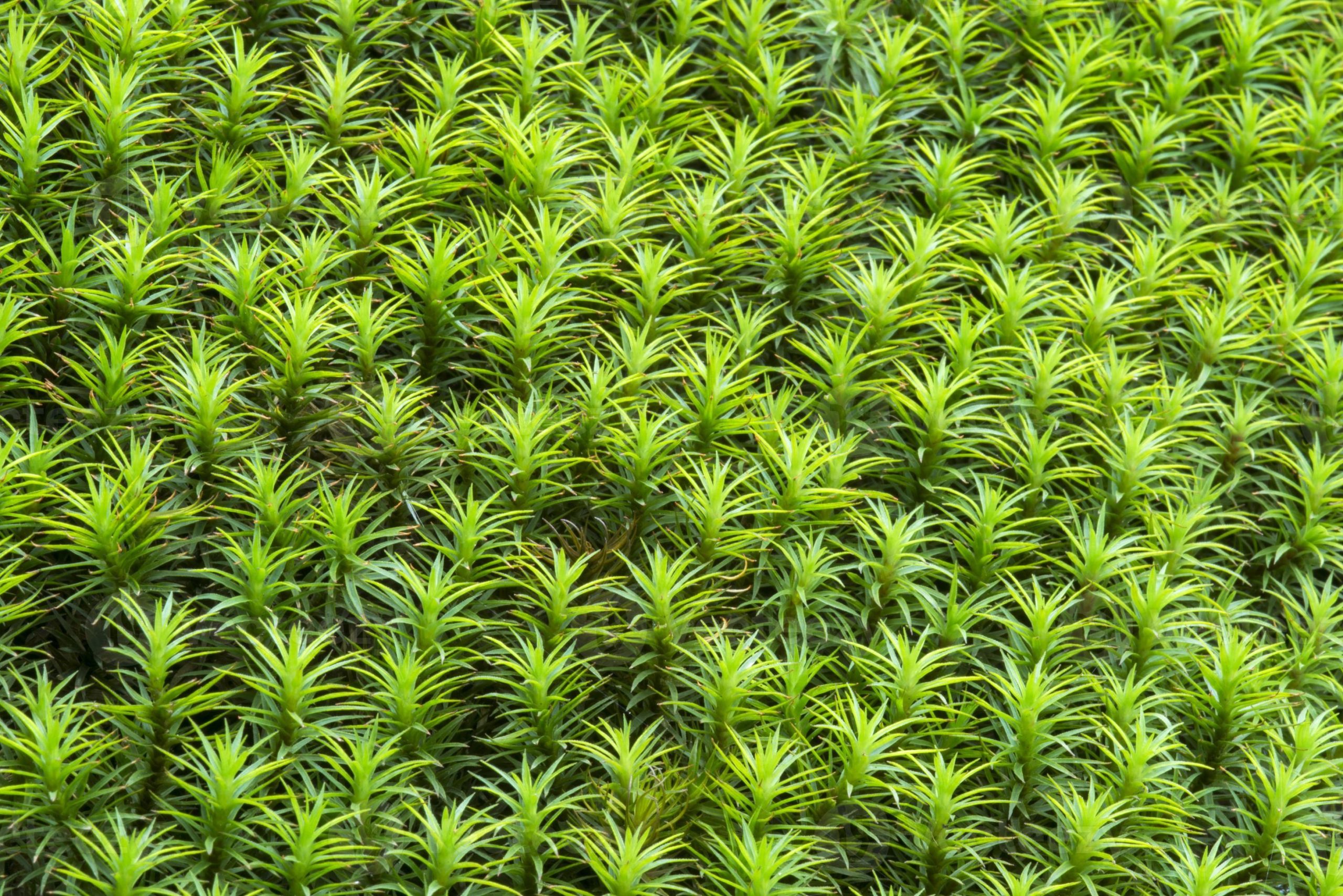 star moss plant
