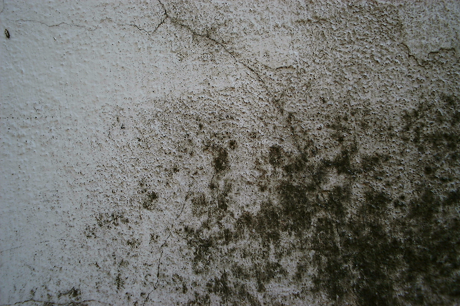 professional mould removal Sydney